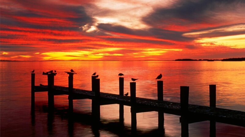 Birds on a Dock