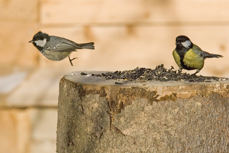 Birds on a feeder