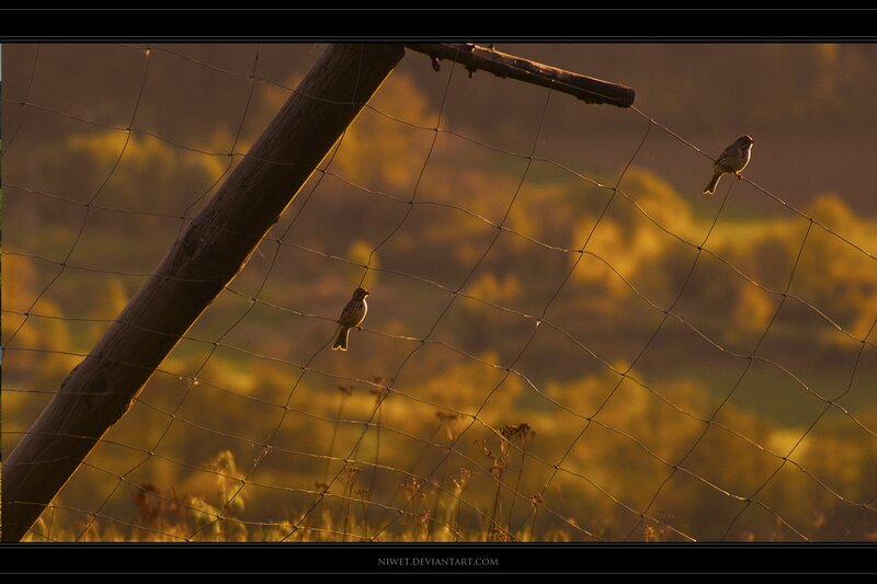 Birds on a fence at sunset