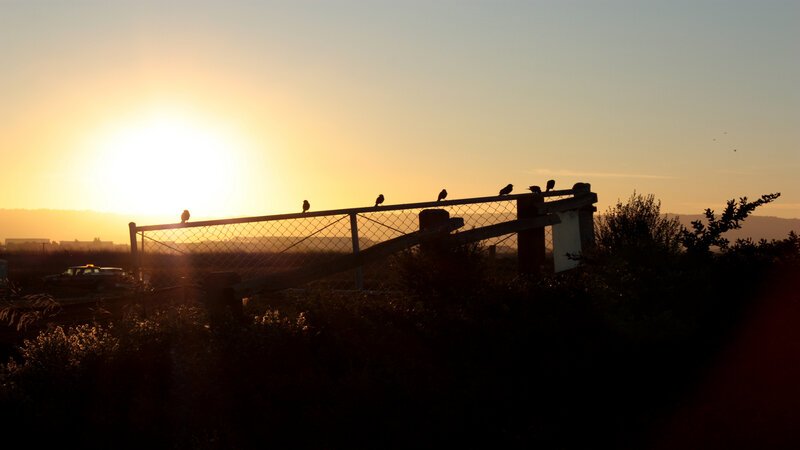 Birds on a fence at sunset