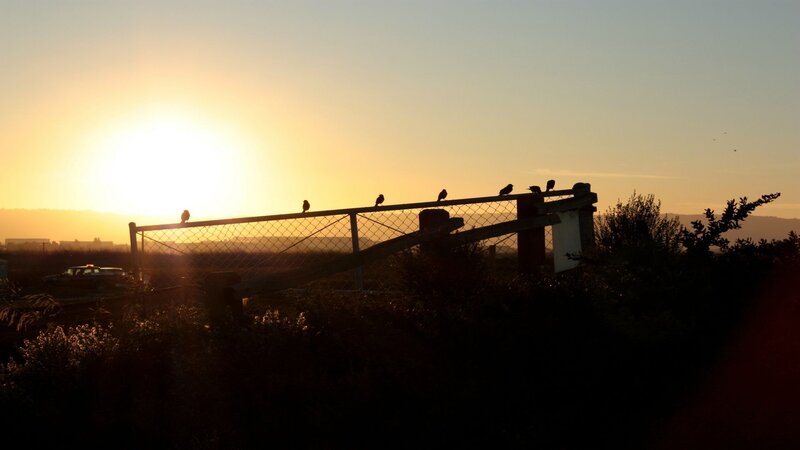 Birds on a Fence — Orange