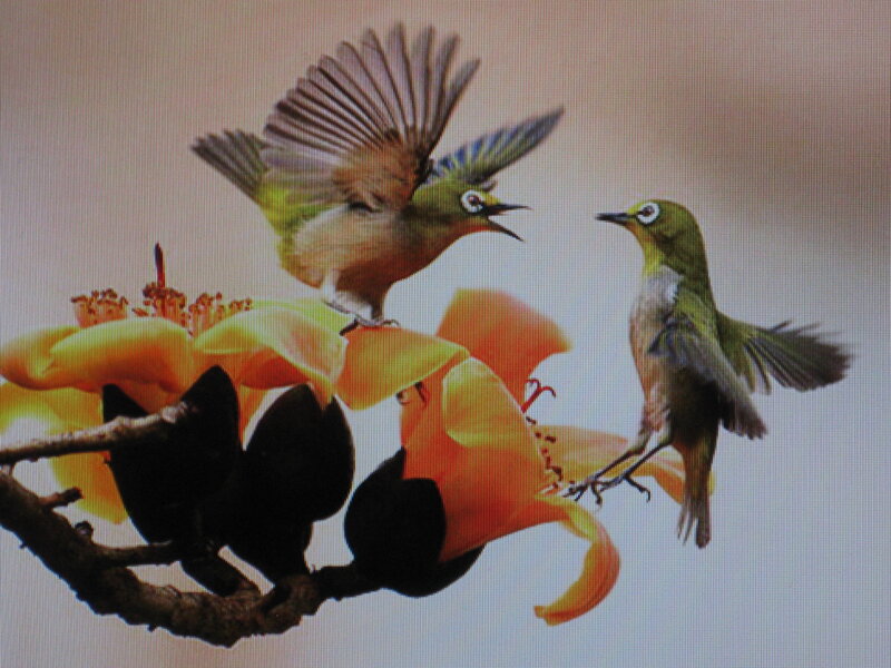 Birds on a flowering branch