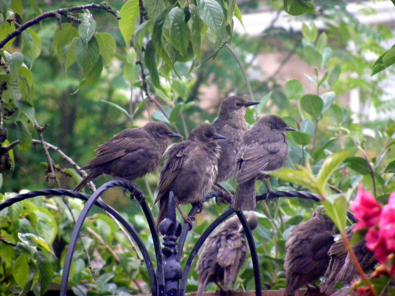 birds on a garden fence