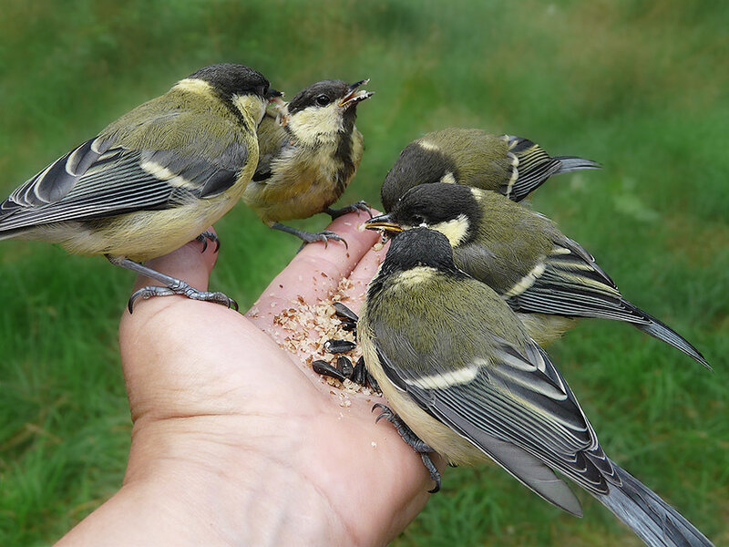 Birds on a Hand