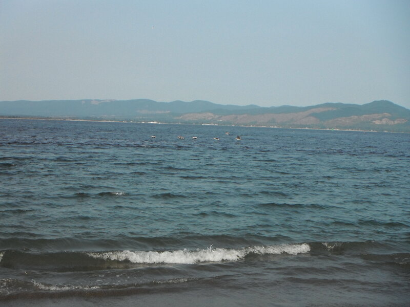 Birds on a Lake — Blue