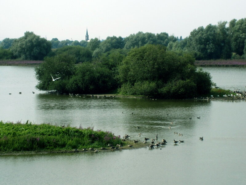 Birds on a Lake — Green