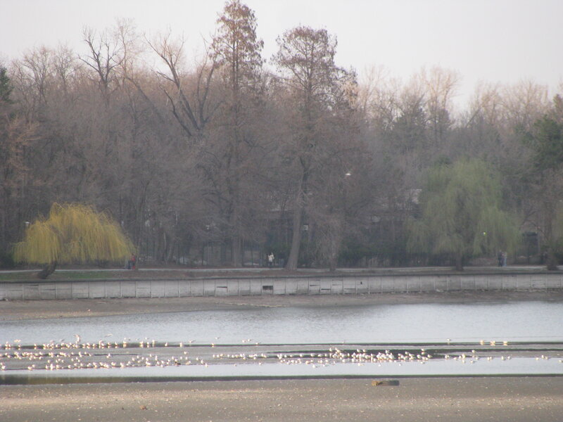 Birds on a lake in winter