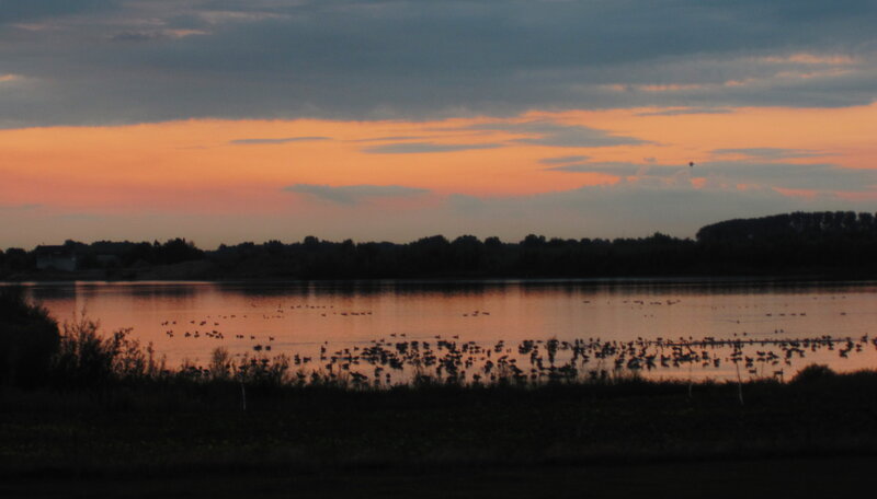 Birds on a Lake — Orange, Serene