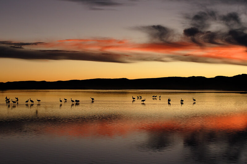 Birds on a Lake — Orange
