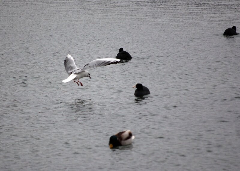 Birds on a lake