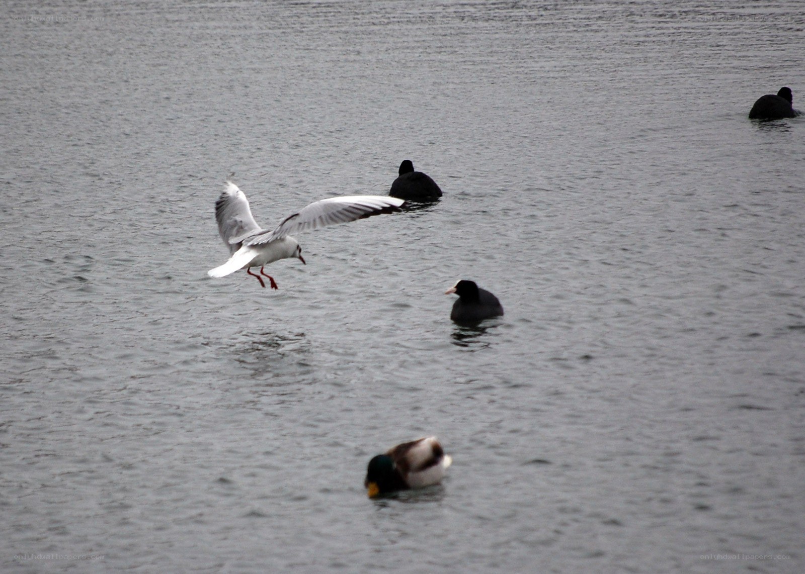 Birds on a lake