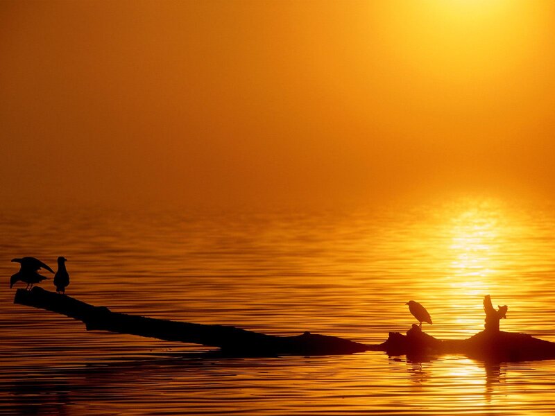 Birds on a log at sunset