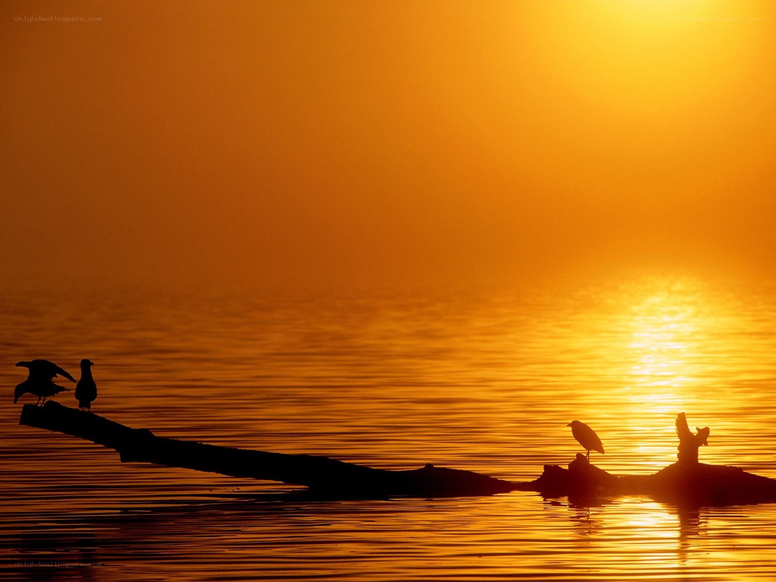 Birds on a log at sunset