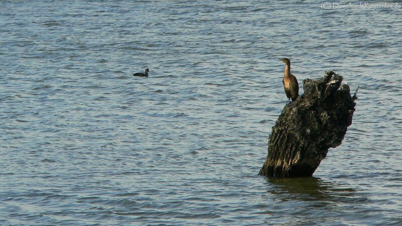 Birds on a log in water