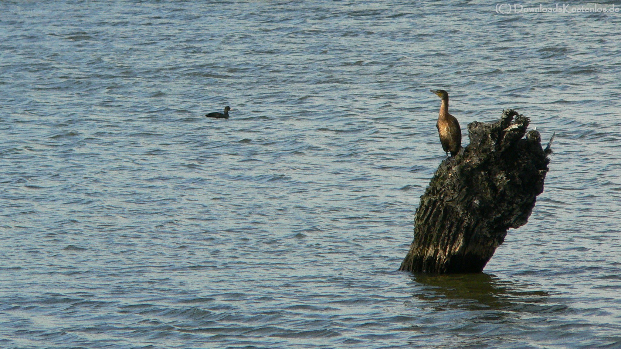 Birds on a log in water