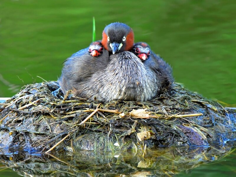 Birds on a nest