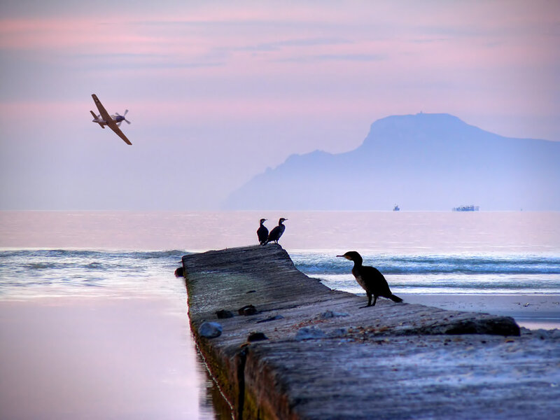 Birds on a pier at sunset