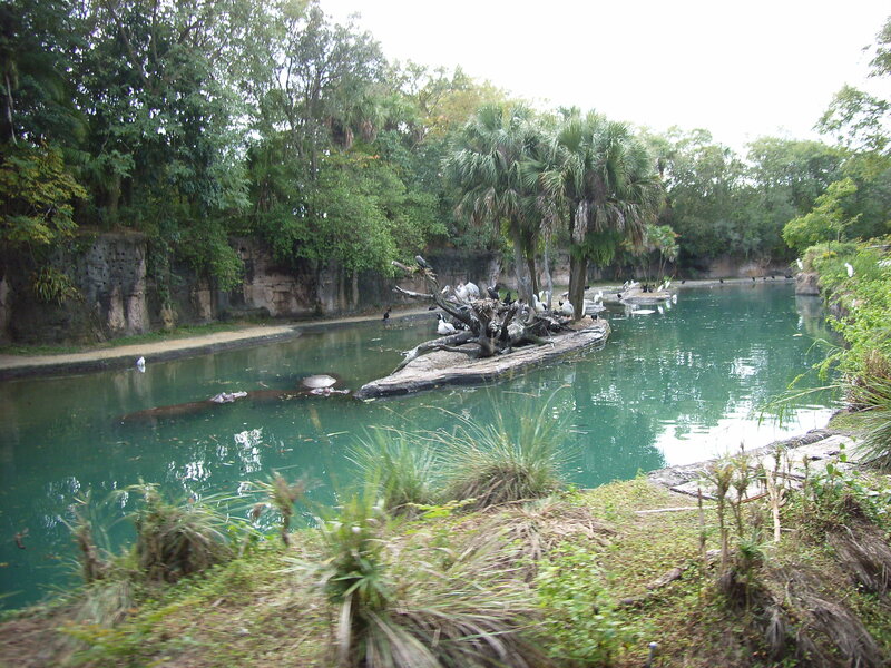 Birds on a pond island