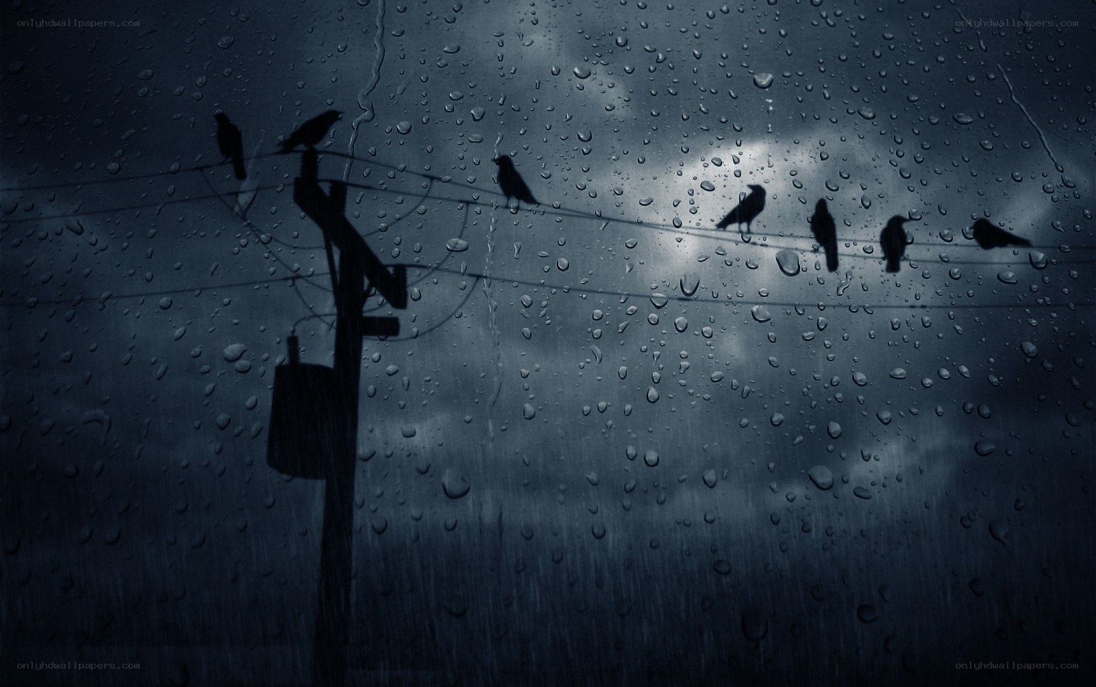 Birds on a rainy day
