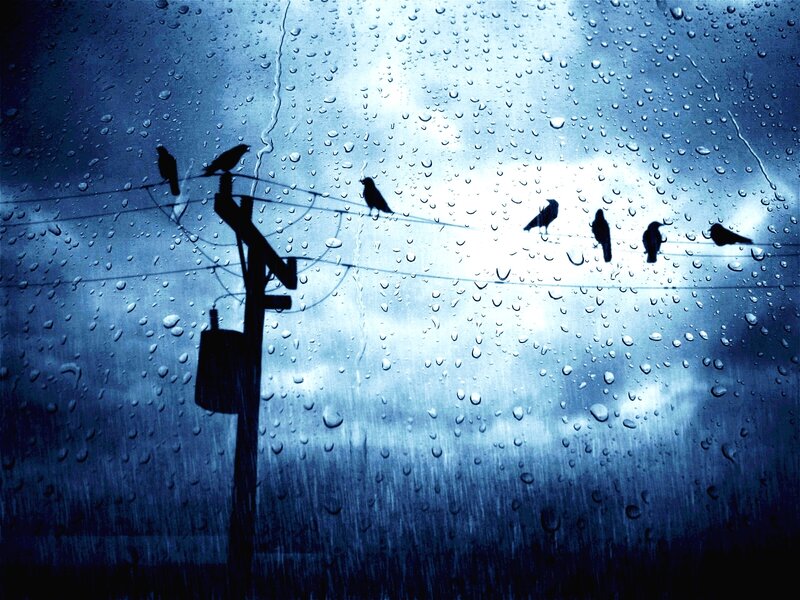 Birds on a rainy day