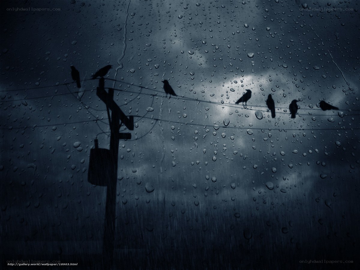 Birds on a Rainy Day