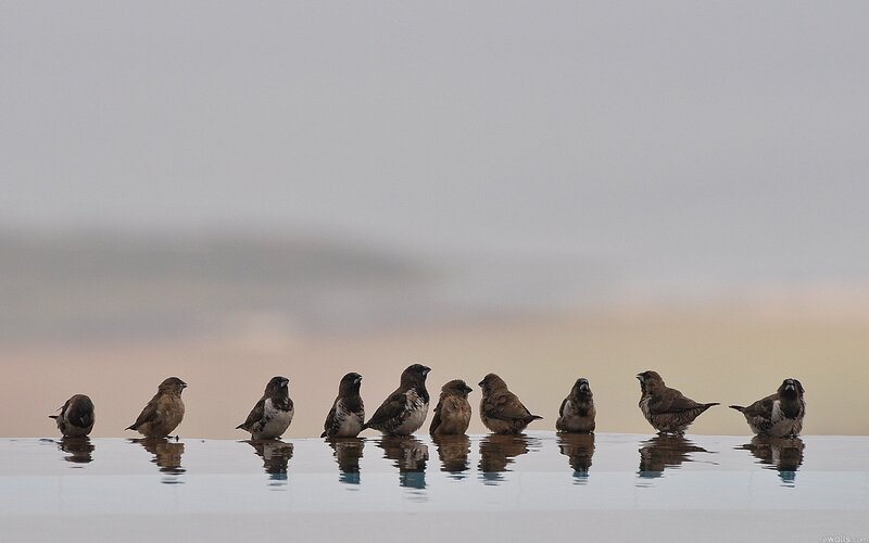 Birds on a reflective surface