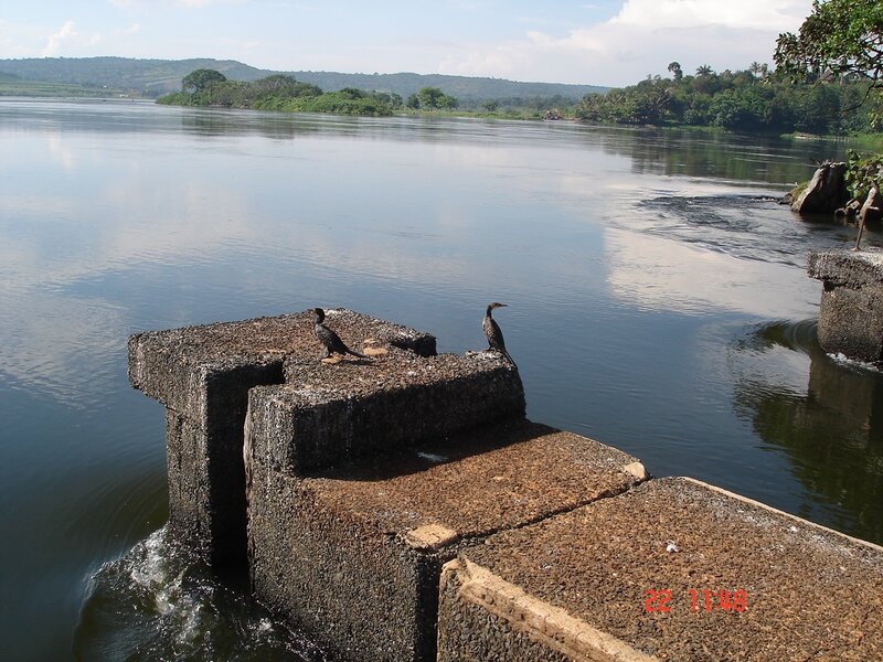 Birds on a river dam