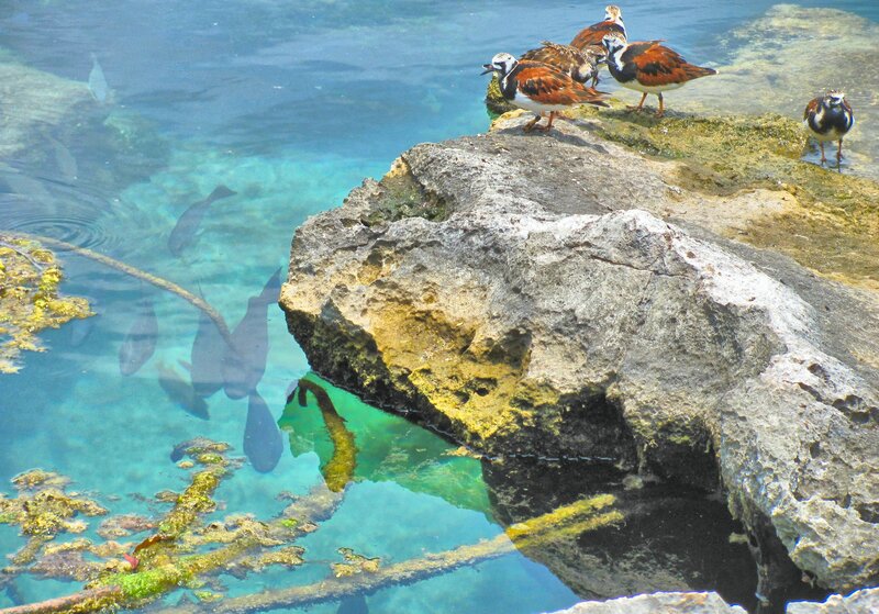 Birds on a Rock