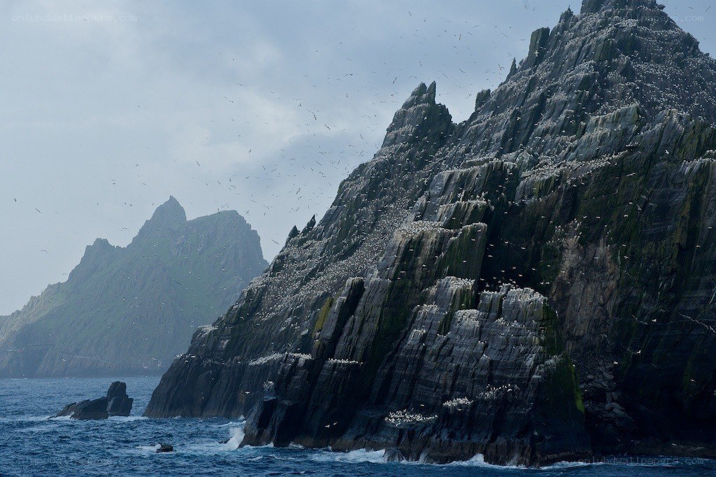 Birds on a rocky cliff