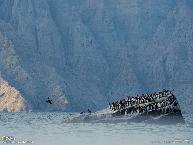 Birds on a rocky island