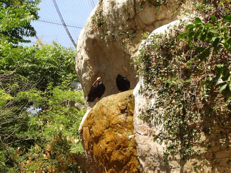 Birds on a rocky outcrop