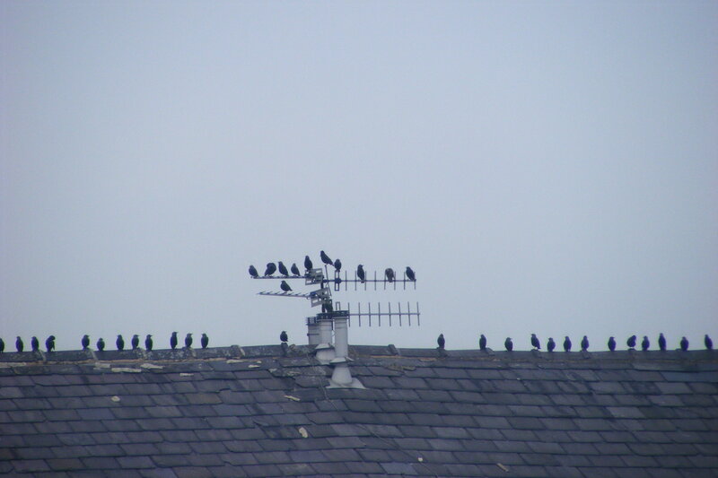 Birds on a Roof