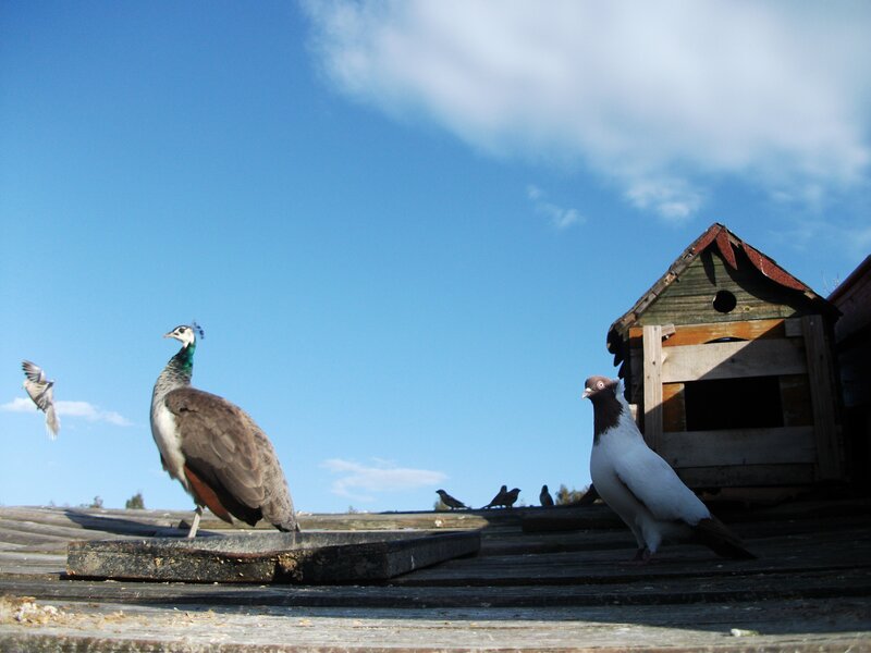 Birds on a rooftop