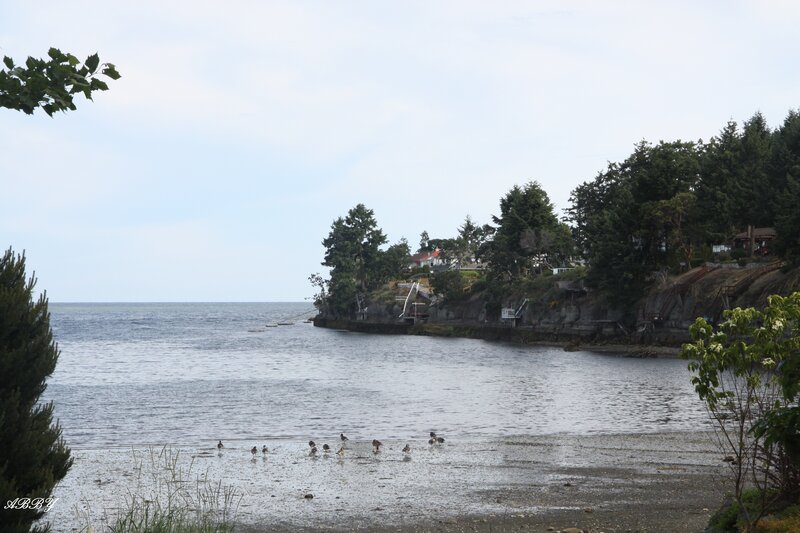 Birds on a Shoreline