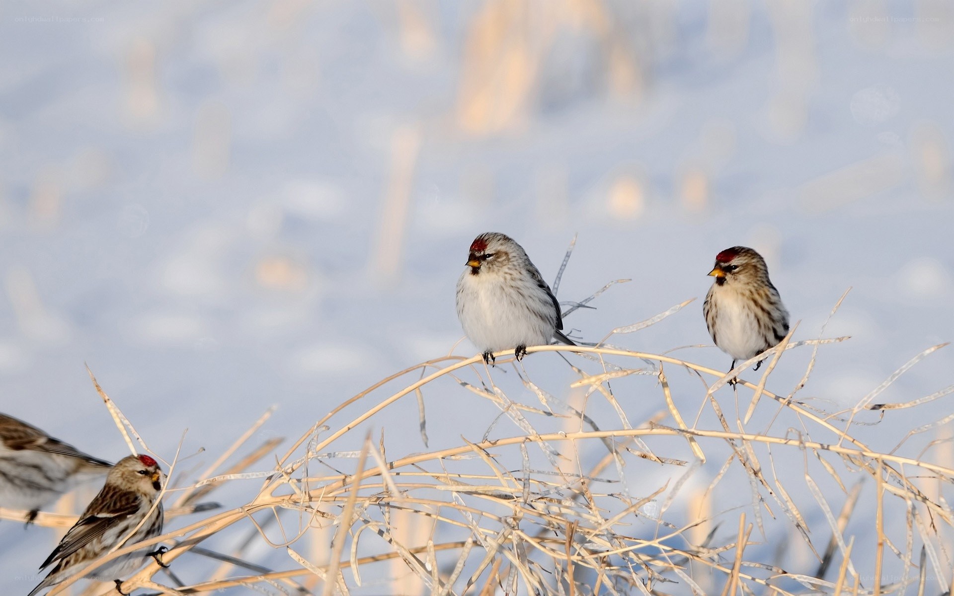 Birds on a snowy branch