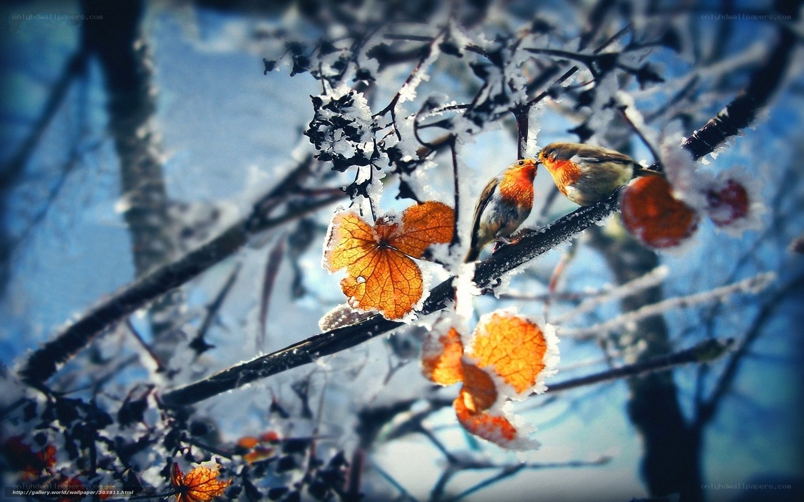 Birds on a snowy branch