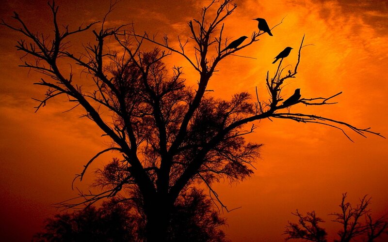 Birds on a tree at sunset