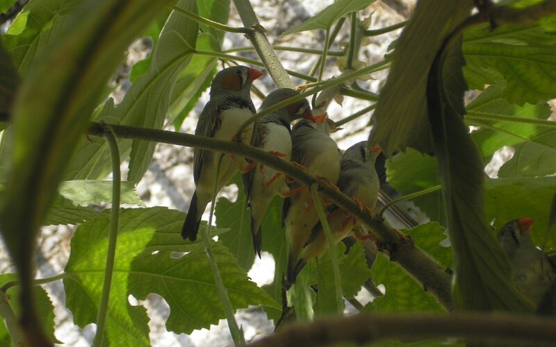 Birds on a tree branch