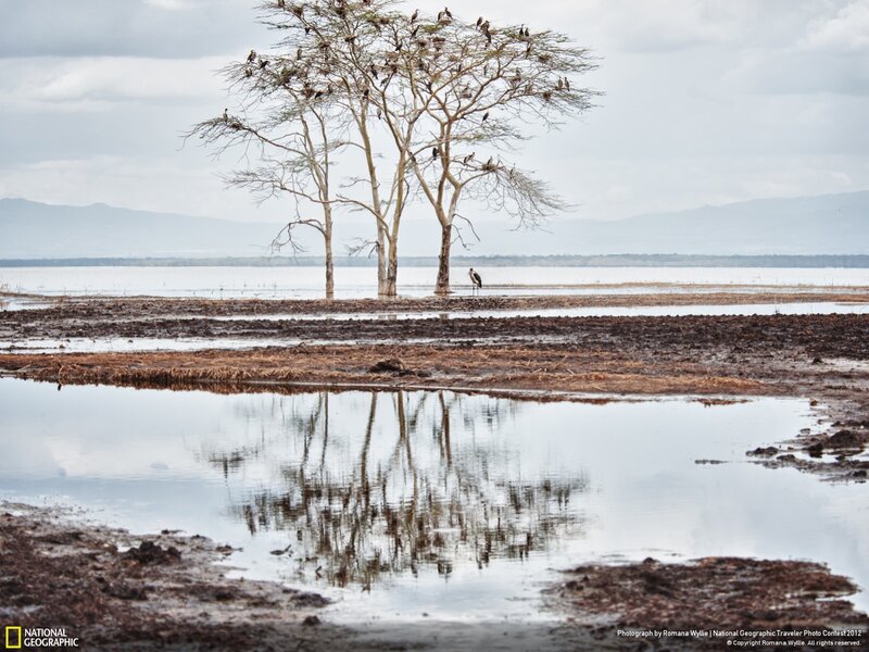 Birds on a tree by the lake