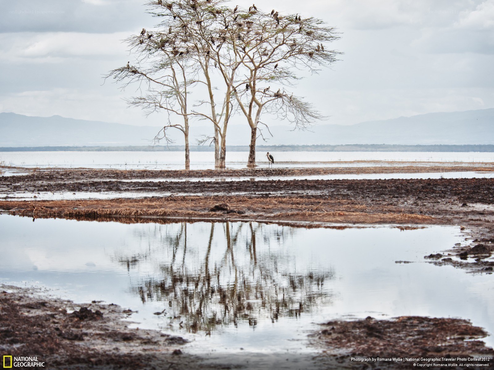 Birds on a tree by the lake