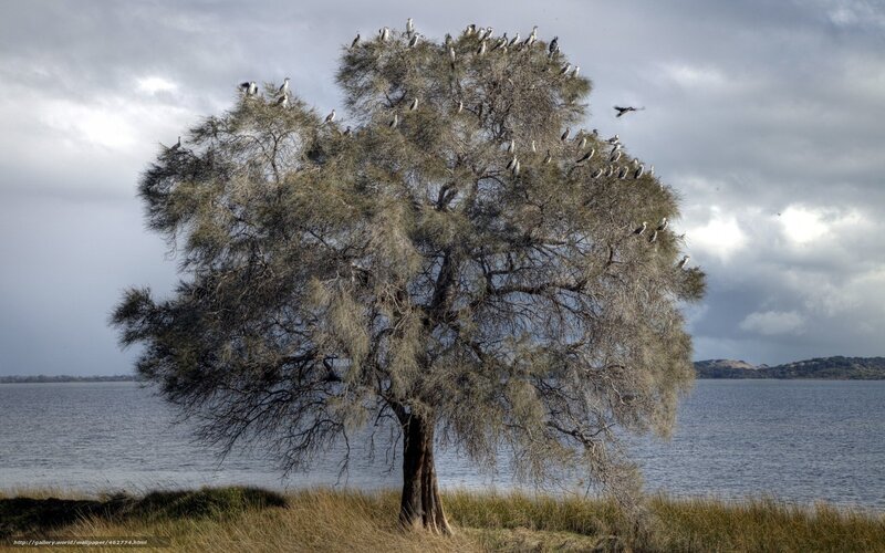 Birds on a tree by the water