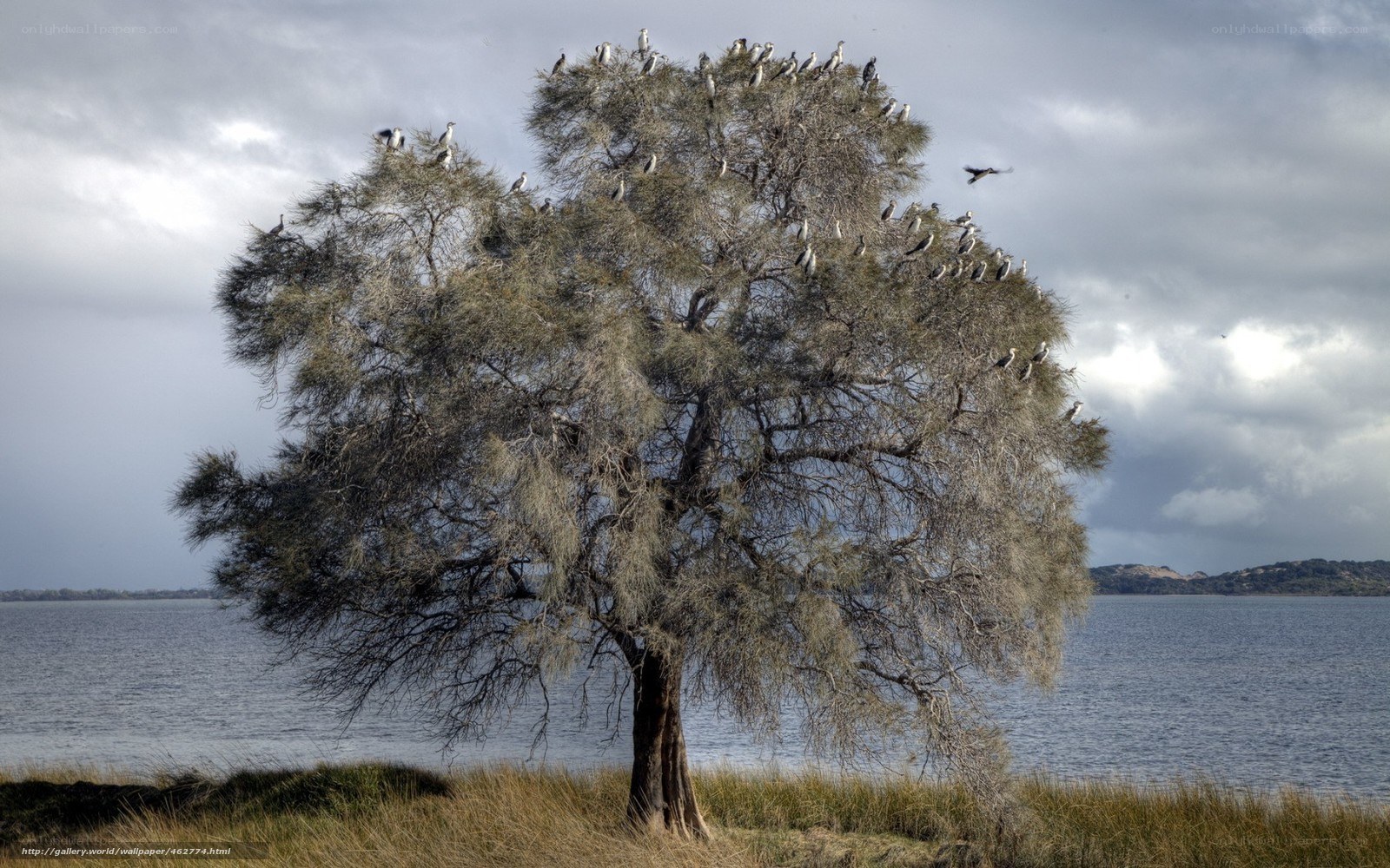 Birds on a tree by the water