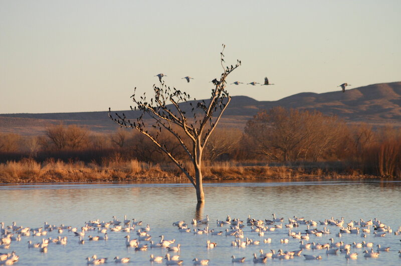 Birds on a tree in a lake