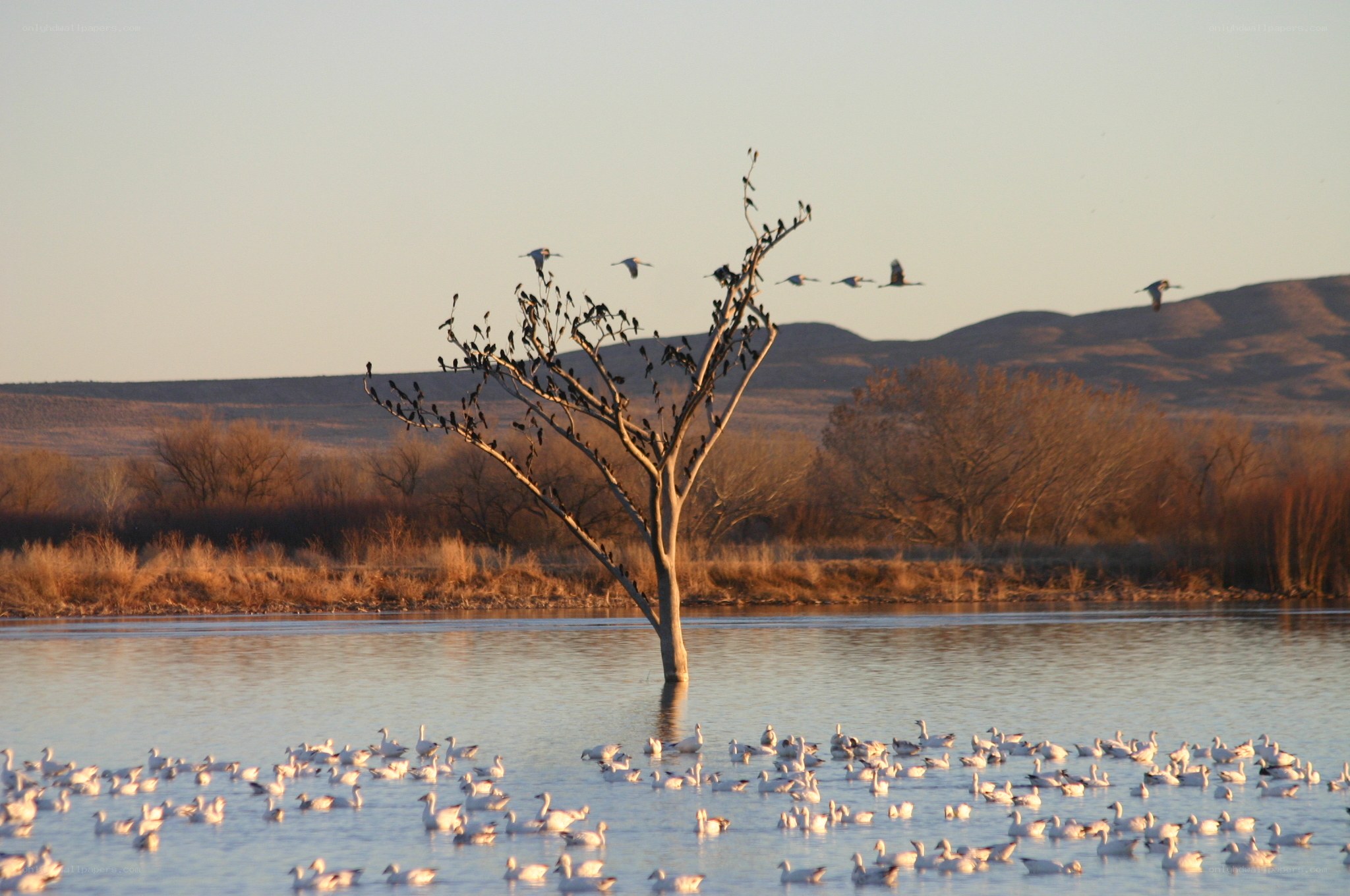 Birds on a tree in a lake