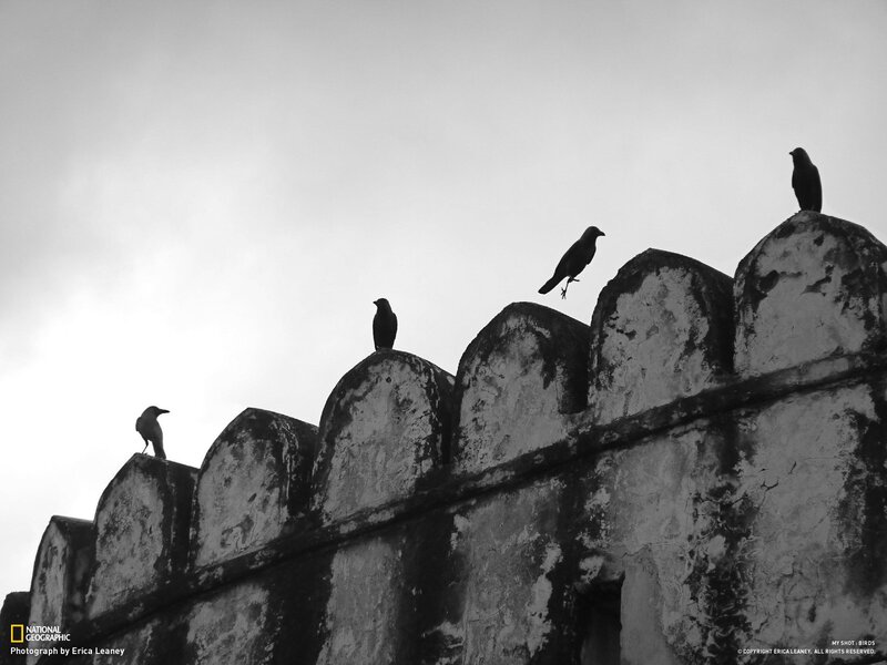 Birds on a wall