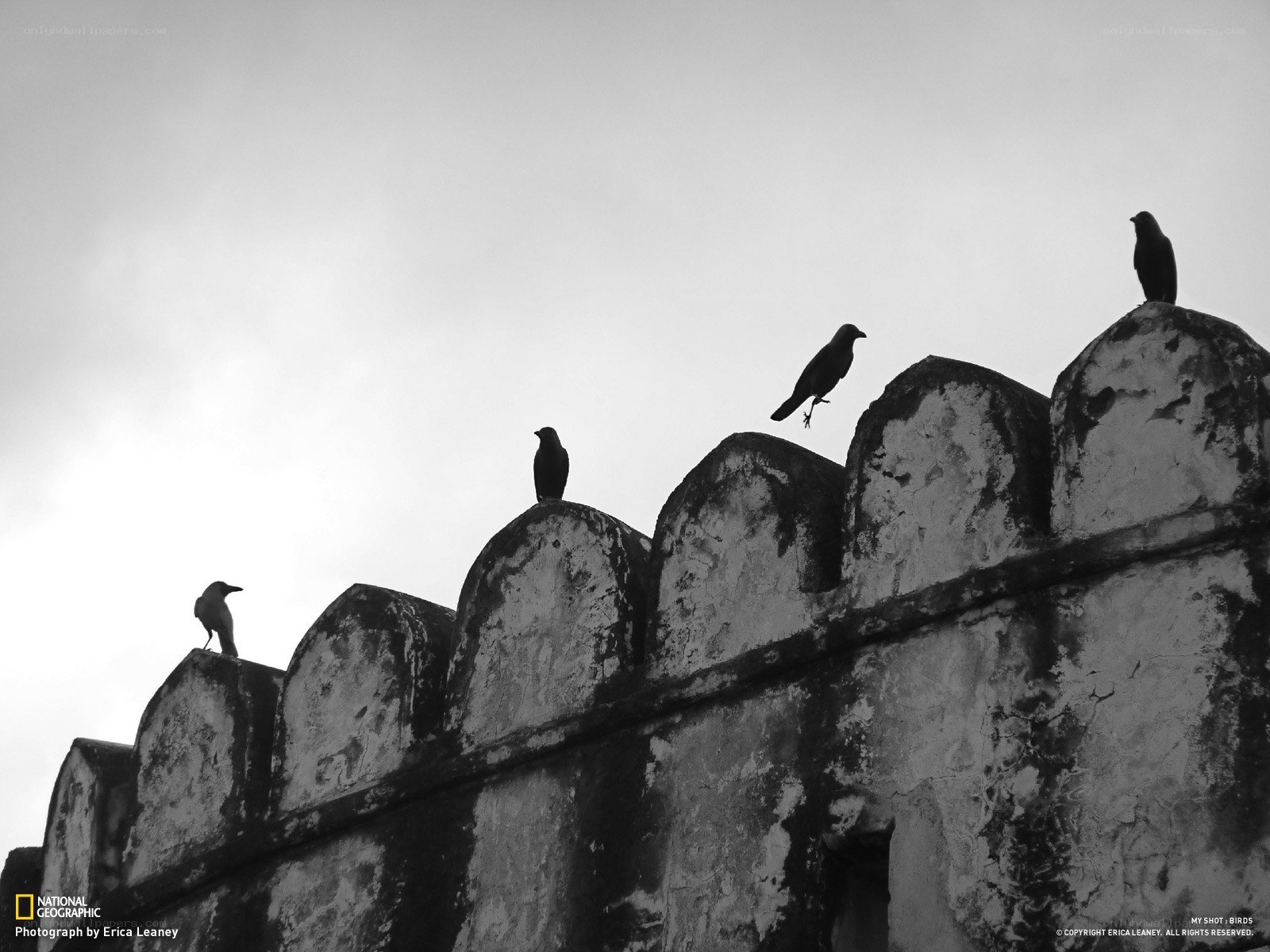 Birds on a wall