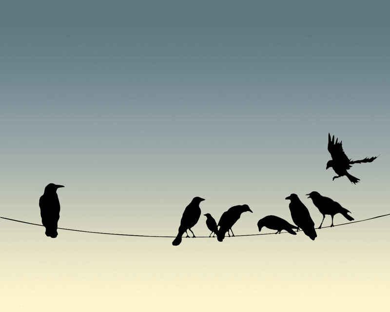 birds on a wire