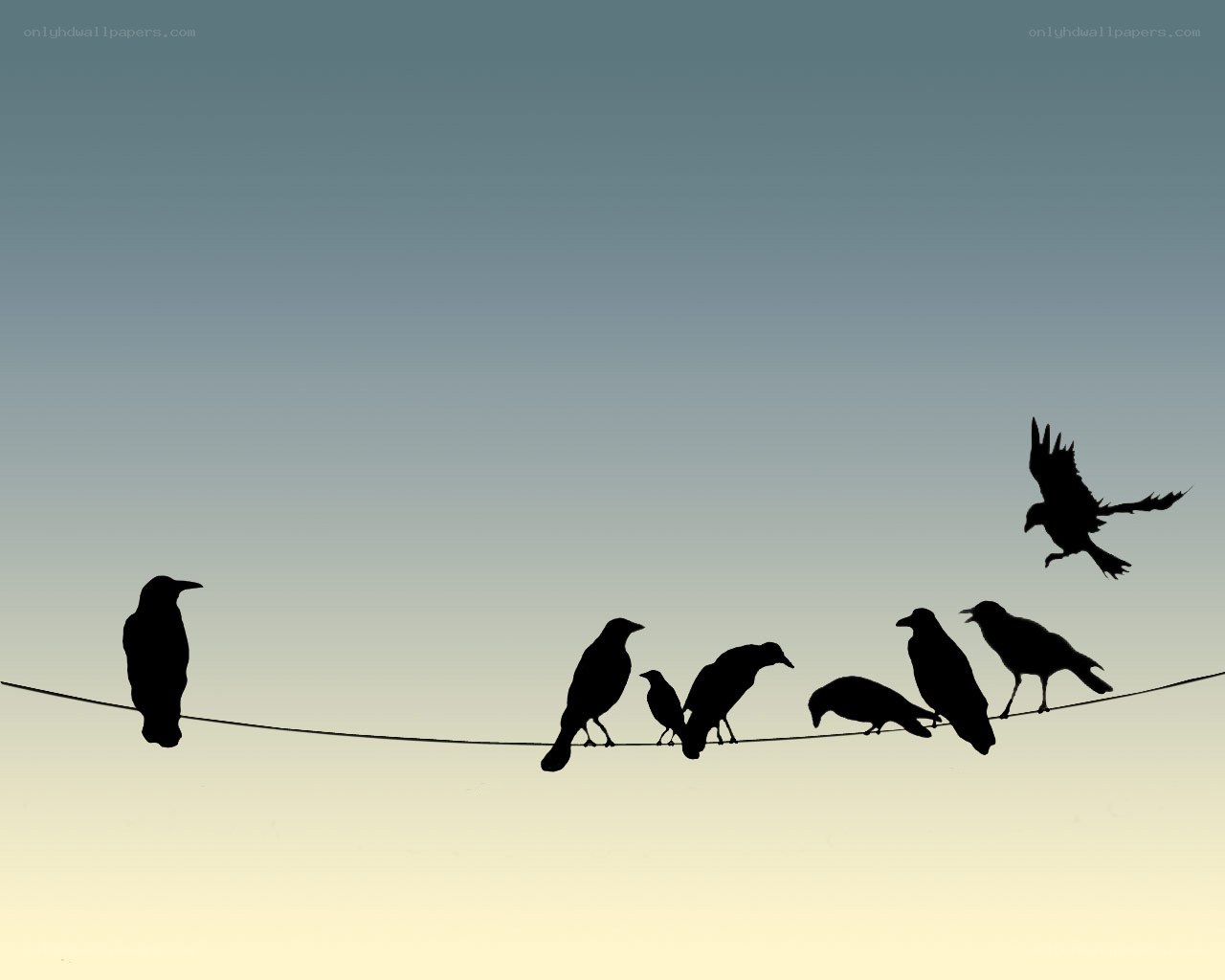 birds on a wire