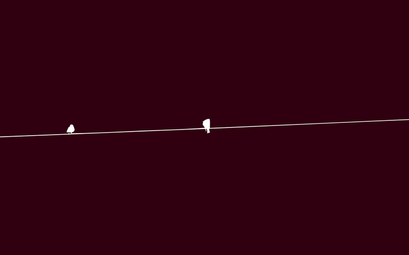 birds on a wire