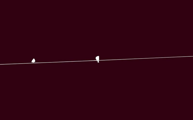 birds on a wire